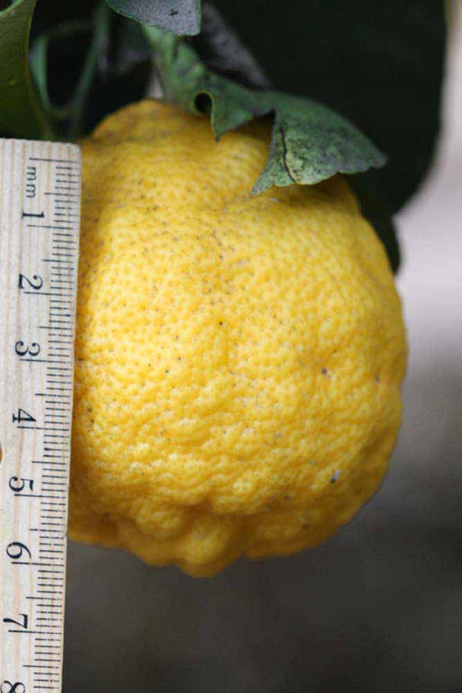            Fruit (Florida, Riverside, CA)   